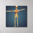 Search for human skeletons art Medicine