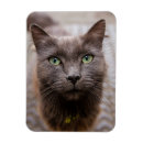 Search for pussi magnets Animal