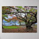 Search for leaf plant posters Hawaiian