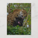Search for black panther postcards Jaguar