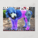 Search for poodle postcards Pet