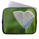 Search for farfalla Insect
