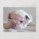 Search for pampered pets postcards Humour