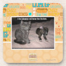 Search for fixed coasters I can has cheezburger