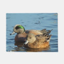 Search for widgeon Birds