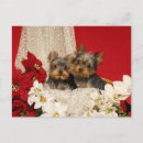 Search for yorkie puppy postcards Gold