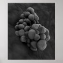 Search for pathogen posters Biomedical illustrations