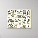 Search for large breed Canine