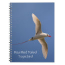Search for red tail photography Bird