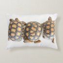 Search for desert turtle Tortoise