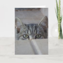 Search for cats meow birthday cards Pets
