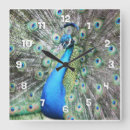 Search for peafowl feather art Plumage
