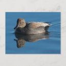 Search for gadwall Nature