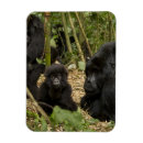 Search for gorilla magnets Baby