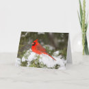 Search for juniper cards Cardinal