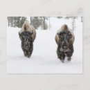 Search for freezing postcards Nature