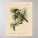 Search for bicolor posters Bird