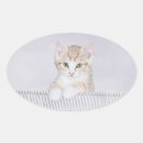 Search for orange tabby cat stickers Kitten