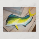 Search for dolphin fish postcards Marine