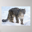Search for snow leopard posters Winter