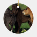 Search for miniature horse christmas tree decorations Foals