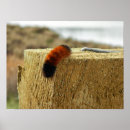 Search for macro posters Fuzzy