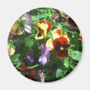 Search for pansy magnets Nature