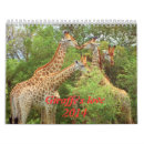 Search for giraffe calendars Africa