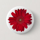 Search for gerber daisy badges Flower