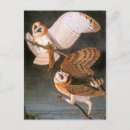 Search for audubon postcards Owls