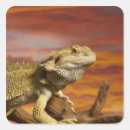 Search for bearded stickers Scales