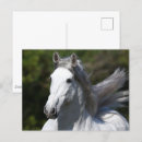 Search for andalucian Animal
