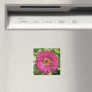 Search for zinnia magnets Pink
