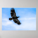 Search for bald eagle pics posters Nature