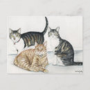 Search for american shorthair tabby postcards Pet