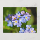 Search for nots horizontal postcards Floral