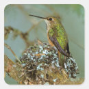 Search for humming bird stickers Wild