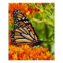 Search for monarch butterfly posters Wildlife