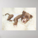 Search for pit bull puppy posters Dog