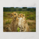 Search for acinonyx jubatus postcards Cheetah