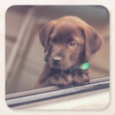 Search for labrador coasters Cute
