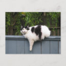 Search for fat cat postcards Kitty