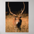 Search for habitat posters Wildlife