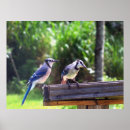 Search for backyard birds posters Blue