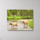 Search for cathy art Elk