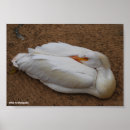 Search for american wildlife posters Birds