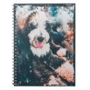 Search for sheepadoodle Cute