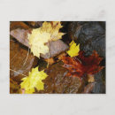 Search for wet postcards Leaf
