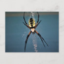 Search for arachnid horizontal postcards Nature