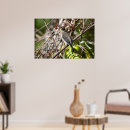 Search for avians posters Bird watching
